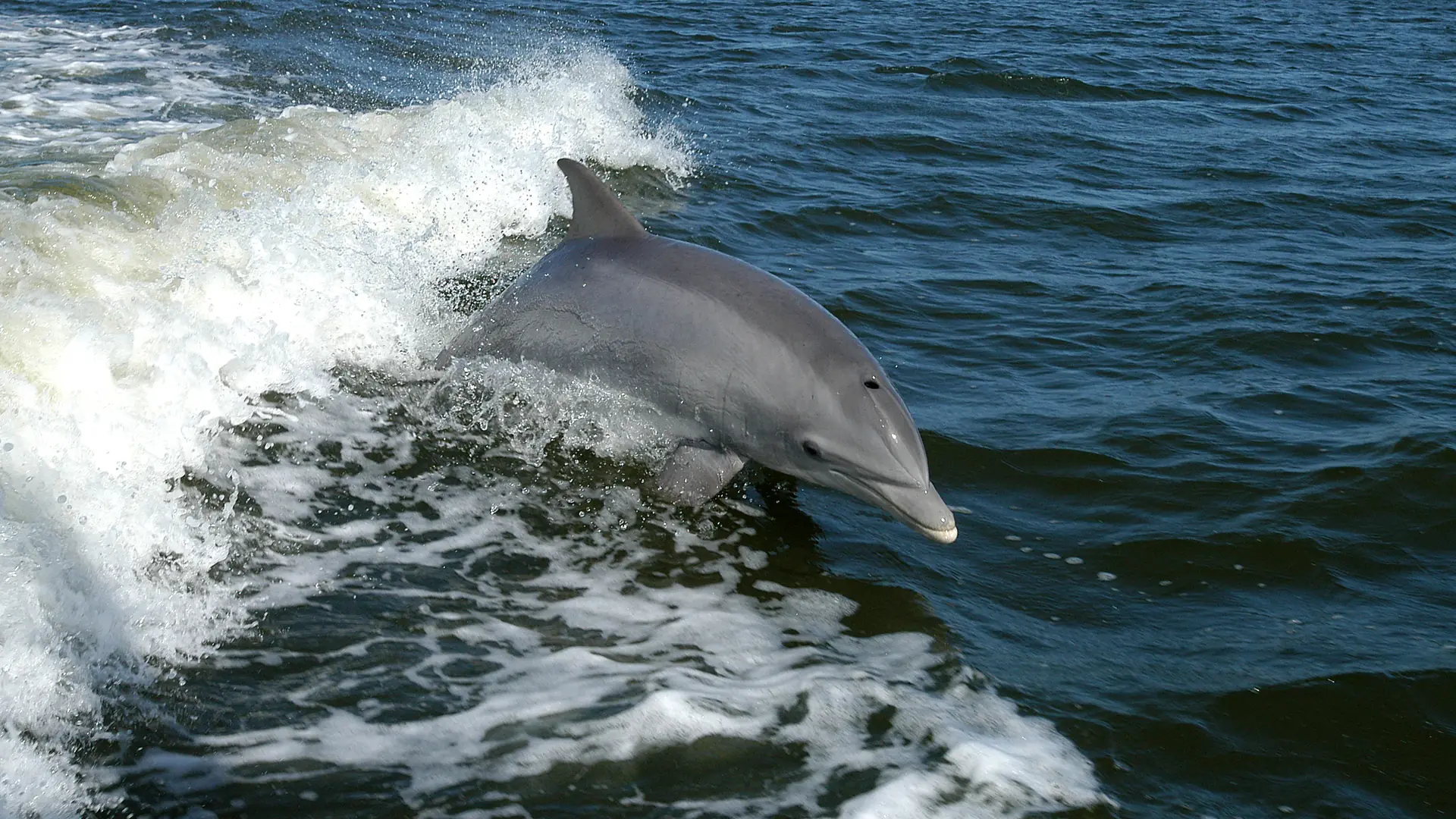 Bottlenose dolphins leaping at the bow of a boat in the Mediterranean off the Costa del Sol