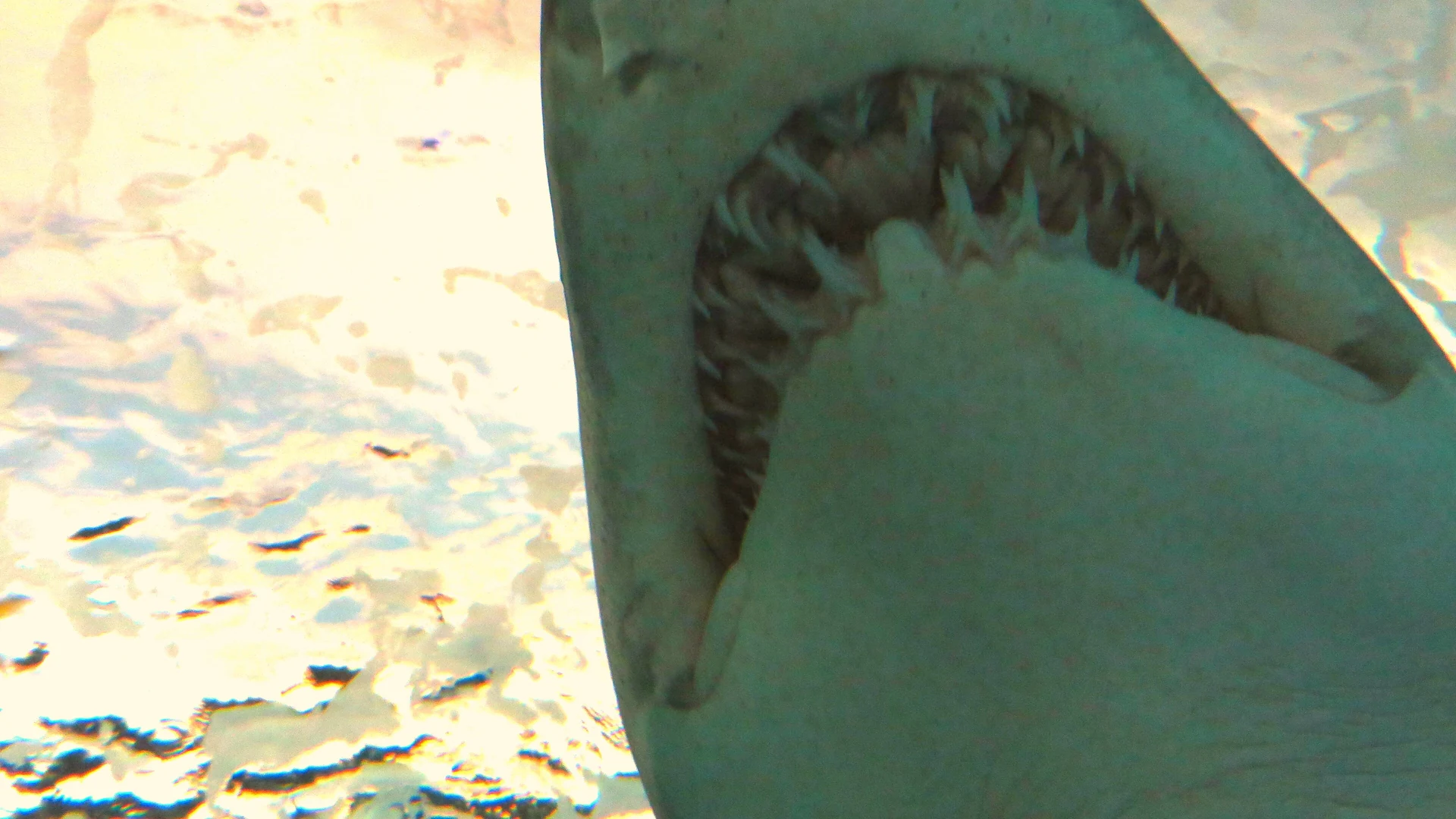 Visitors walking through an underwater tunnel aquarium surrounded by sharks and rays