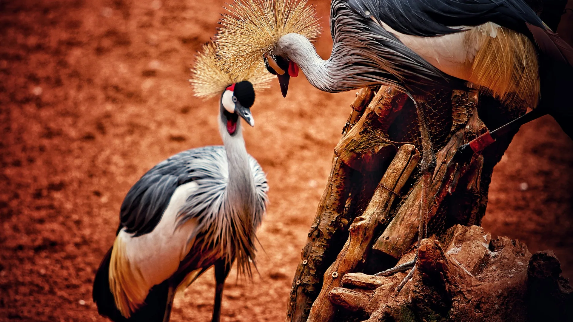 Two grey crowned cranes facing each other on red earth at Bioparc Fuengirola zoo in Spain