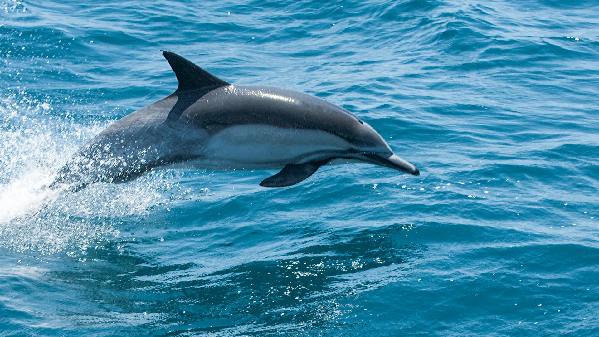 Wild dolphin leaping out of the blue ocean water during a dolphin watching boat trip in southern Spain