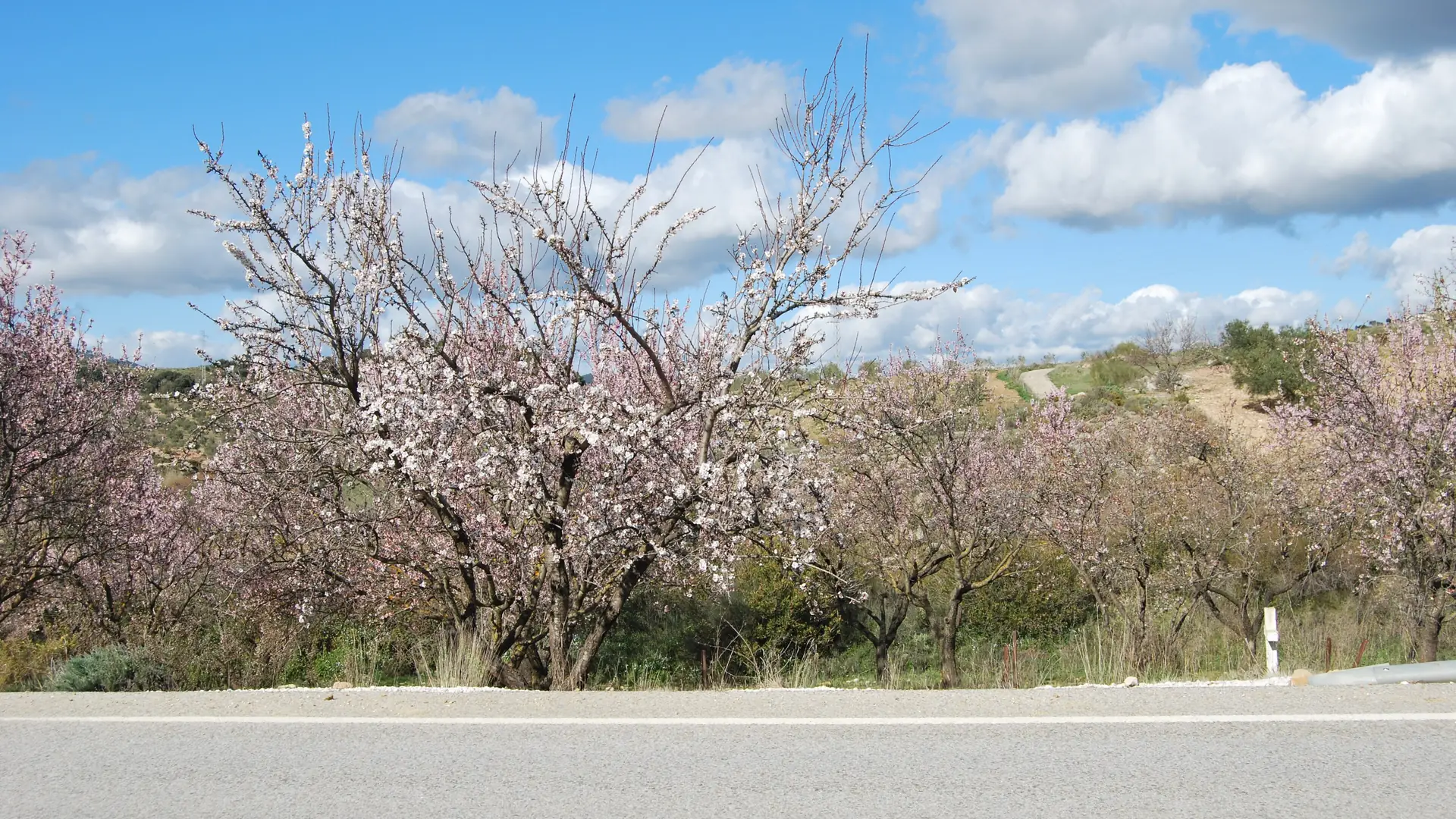 Almond trees in pink-and-white blossom on the hills of Malaga province under a bright February sky