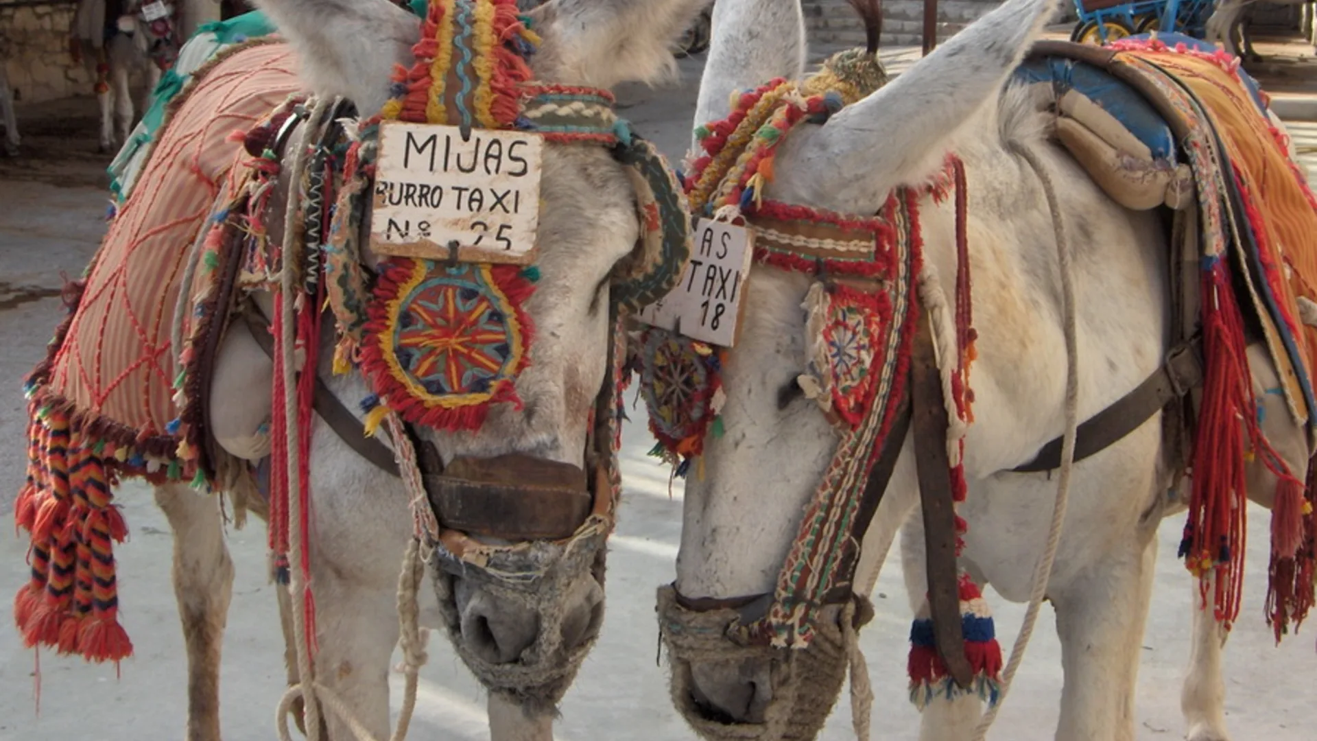 Two decorated donkeys marked 'Mijas Burro Taxi' waiting for riders in Mijas Pueblo