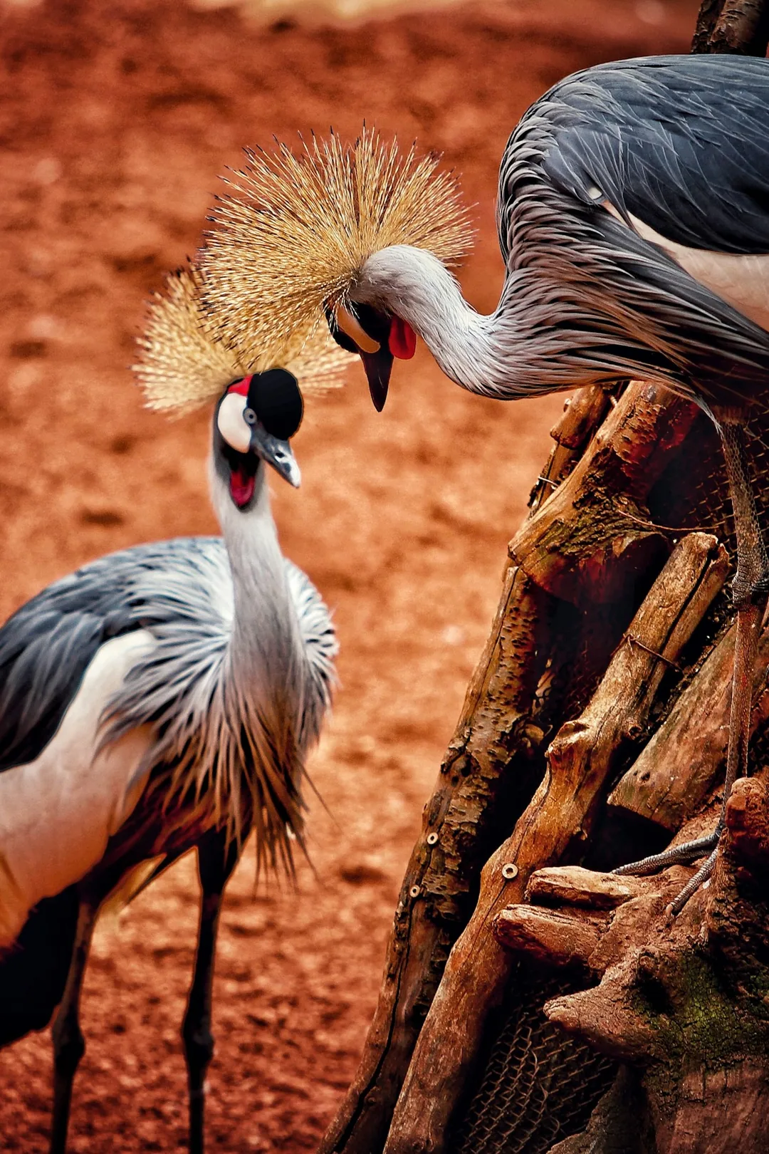 Two grey crowned cranes facing each other on red earth at Bioparc Fuengirola zoo in Spain