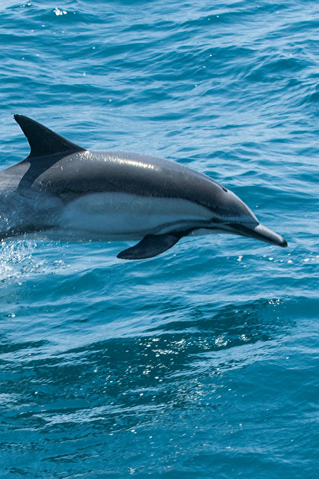 Wild dolphin leaping out of the blue ocean water during a dolphin watching boat trip in southern Spain