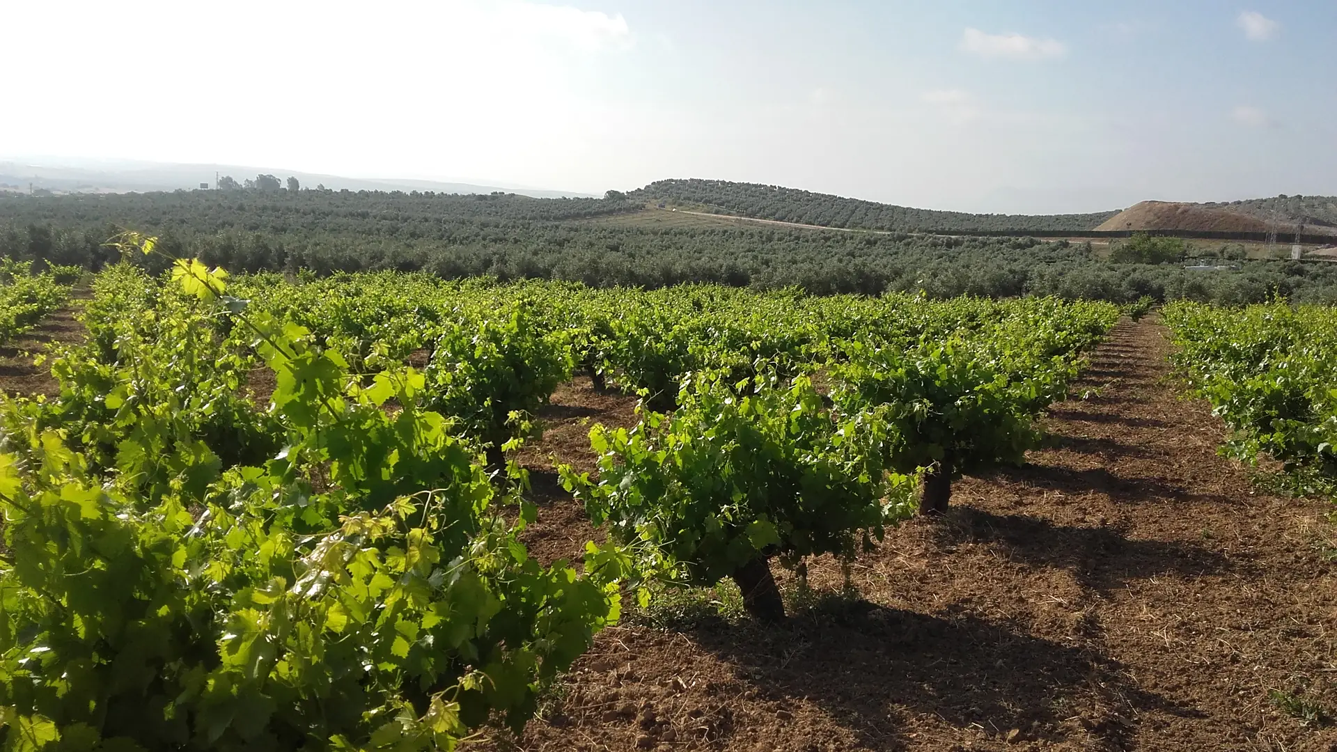 Rows of vines stretching across a sun-baked hillside in Andalusia with blue sky and mountains in the background
