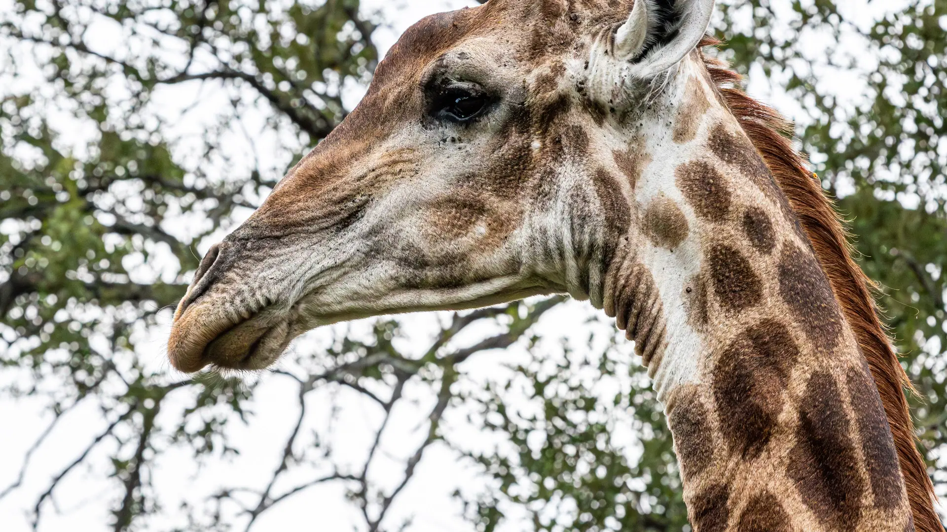 Giraffe in an open safari park landscape with blue sky – typical of the African zone at Selwo Aventura