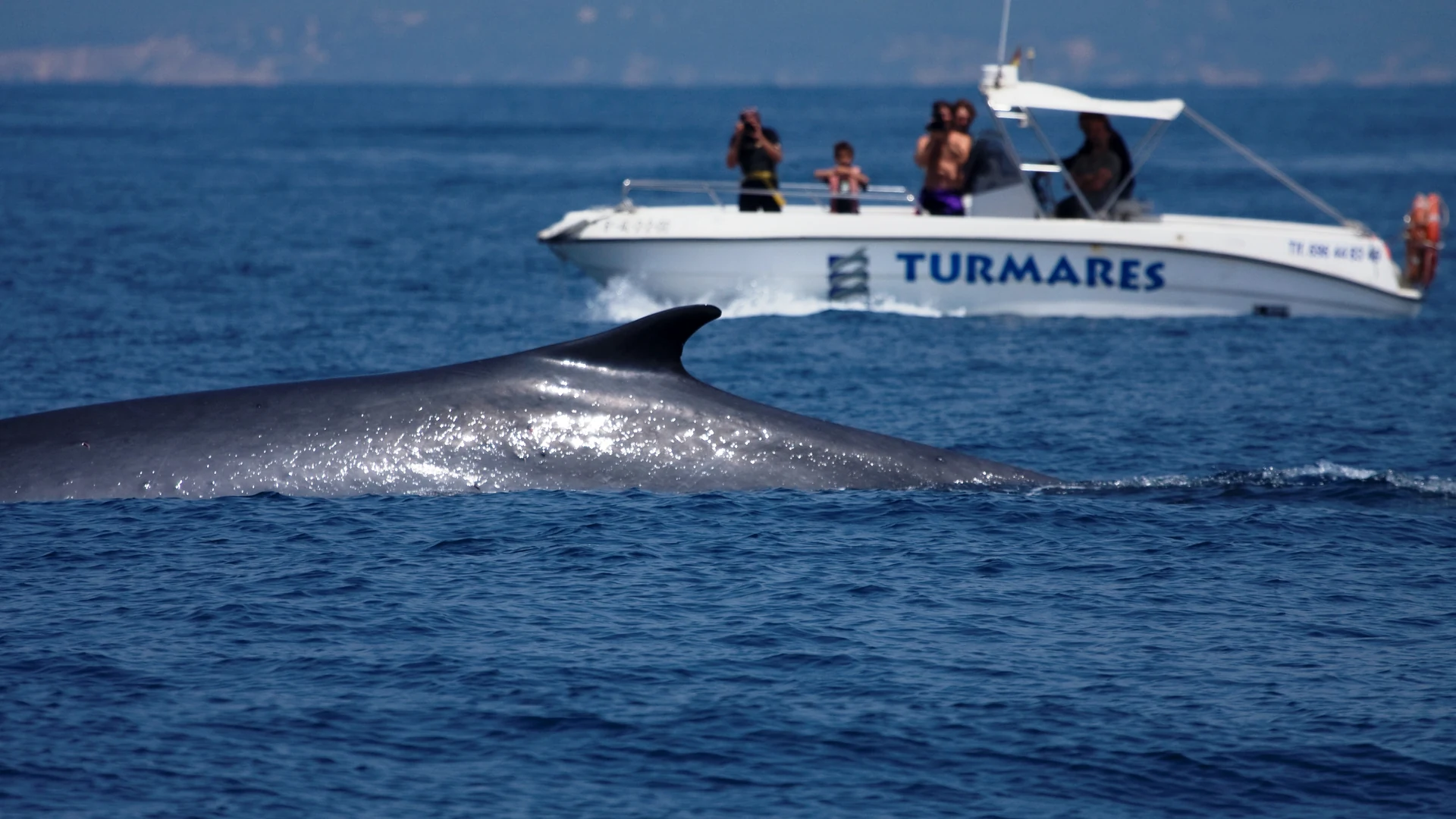 A fin whale surfacing in the Strait of Gibraltar off Tarifa